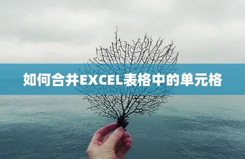 如何合并EXCEL表格中的单元格