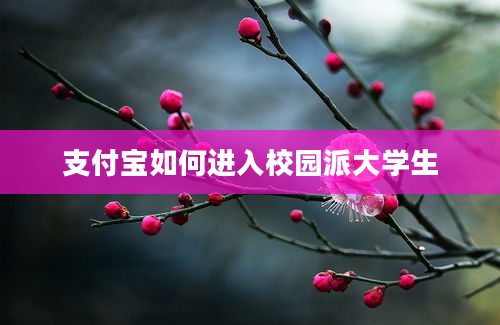 支付宝如何进入校园派大学生