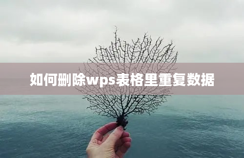 如何删除wps表格里重复数据