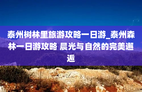 泰州树林里旅游攻略一日游_泰州森林一日游攻略 晨光与自然的完美邂逅