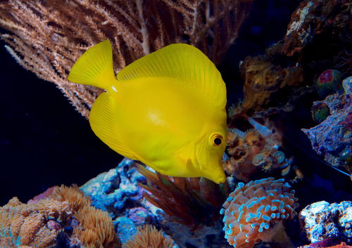 海底世界里的海洋生物大杂烩——欣赏海星小短剧 